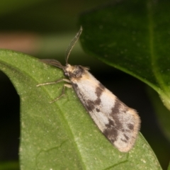 Anestia (genus) (A tiger moth) at Melba, ACT - 20 Mar 2022 by kasiaaus