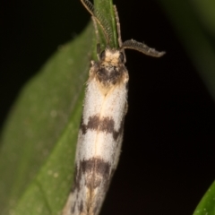 Anestia (genus) at Melba, ACT - 20 Mar 2022