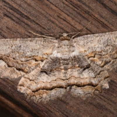 Scioglyptis lyciaria (White-patch Bark Moth) at Melba, ACT - 21 Mar 2022 by kasiaaus