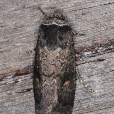 Proteuxoa restituta (Black-bodied Noctuid) at Melba, ACT - 21 Mar 2022 by kasiaaus