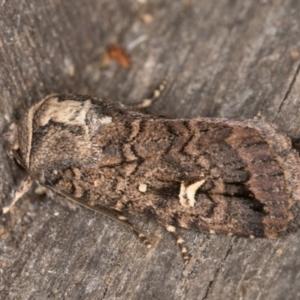 Proteuxoa microspila at Melba, ACT - 21 Mar 2022 11:47 PM