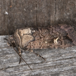 Proteuxoa microspila at Melba, ACT - 21 Mar 2022 11:47 PM