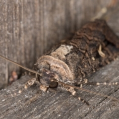 Proteuxoa microspila at Melba, ACT - 21 Mar 2022 11:47 PM