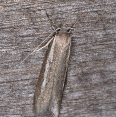 Palimmeces undescribed species near concolor at Melba, ACT - 21 Mar 2022 by kasiaaus