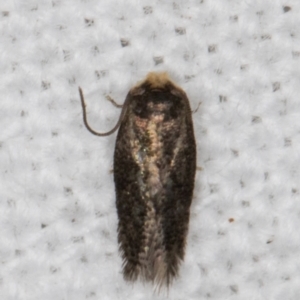 Nepticulidae (family) at Melba, ACT - 21 Mar 2022