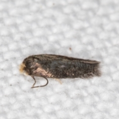 Nepticulidae (family) at Melba, ACT - 21 Mar 2022