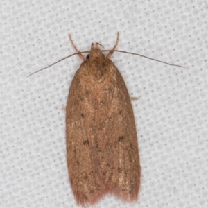 Garrha (genus) at Melba, ACT - 21 Mar 2022 11:51 PM