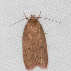 Garrha (genus) (A concealer moth) at Melba, ACT - 21 Mar 2022 by kasiaaus