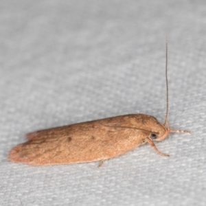 Garrha (genus) at Melba, ACT - 21 Mar 2022 11:51 PM