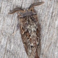 Pernattia pusilla (She-Oak Moth) at Melba, ACT - 21 Mar 2022 by kasiaaus