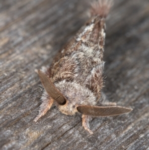 Pernattia pusilla at Melba, ACT - 21 Mar 2022 11:52 PM