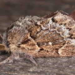 Pernattia pusilla at Melba, ACT - 21 Mar 2022 11:52 PM