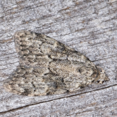Nola tetralopha (A Nolid moth) at Melba, ACT - 21 Mar 2022 by kasiaaus