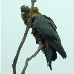 Calyptorhynchus lathami lathami (Glossy Black-Cockatoo) at Penrose, NSW - 25 Apr 2022 by Aussiegall