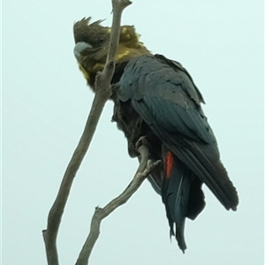 Calyptorhynchus lathami lathami at Penrose, NSW - suppressed