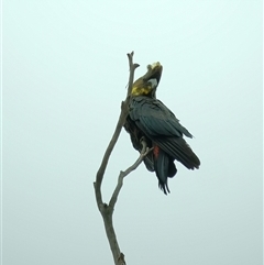 Calyptorhynchus lathami lathami at Penrose, NSW - suppressed