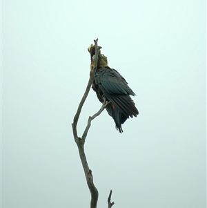 Calyptorhynchus lathami lathami at Penrose, NSW - suppressed