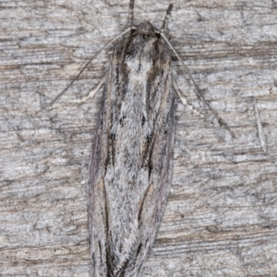 Agriophara platyscia (A Flat-bodied moth (Depressidae) at Melba, ACT - 21 Mar 2022 by kasiaaus