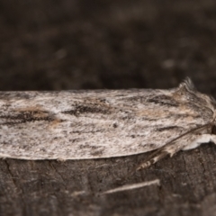 Agriophara platyscia at Melba, ACT - 21 Mar 2022 11:57 PM