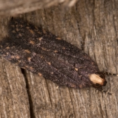 Ardozyga (genus) (Twirler moth, gelechiid moth) at Melba, ACT - 21 Mar 2022 by kasiaaus
