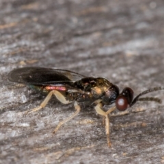 Pteromalidae (family) (Pteromalid wasp) at Melba, ACT - 22 Mar 2022 by kasiaaus