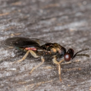 Pteromalidae (family) at Melba, ACT - 22 Mar 2022 12:00 AM