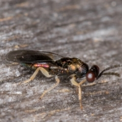 Chrysididae (family) (TBC) at Melba, ACT - 21 Mar 2022 by kasiaaus