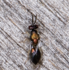 Pteromalidae (family) at Melba, ACT - 22 Mar 2022