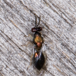 Pteromalidae (family) at Melba, ACT - 22 Mar 2022 12:00 AM