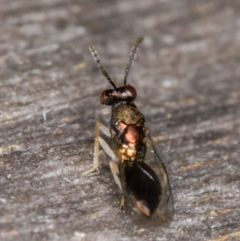 Pteromalidae (family) at Melba, ACT - 22 Mar 2022 12:00 AM