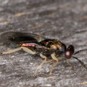 Pteromalidae (family) at Melba, ACT - 22 Mar 2022