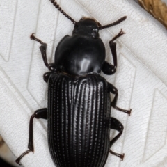 Meneristes australis (Darking beetle) at Melba, ACT - 21 Mar 2022 by kasiaaus