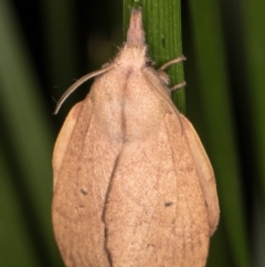 Pararguda nasuta (Wattle Snout Moth) at Melba, ACT - 22 Mar 2022 by kasiaaus