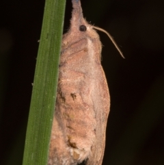 Pararguda nasuta at Melba, ACT - 22 Mar 2022 12:03 AM