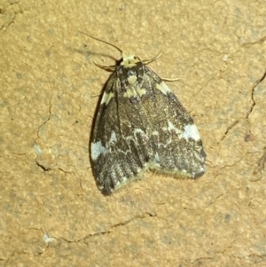 Halone pteridaula at Jerrabomberra, NSW - 25 Apr 2022