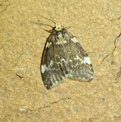Halone pteridaula (a Lichen moth) at QPRC LGA - 25 Apr 2022 by Steve_Bok