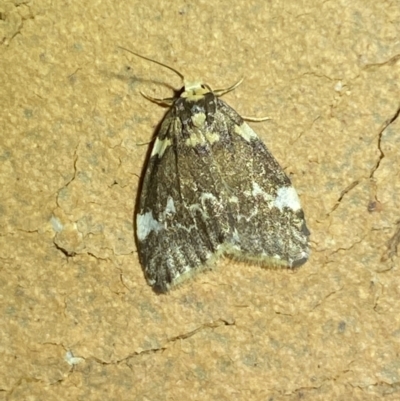 Halone pteridaula (a Lichen moth) at Jerrabomberra, NSW - 25 Apr 2022 by Steve_Bok