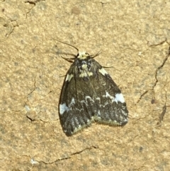 Halone pteridaula at Jerrabomberra, NSW - 25 Apr 2022