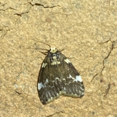 Halone pteridaula at Jerrabomberra, NSW - 25 Apr 2022