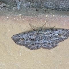 Ectropis excursaria (Common Bark Moth) at Jerrabomberra, NSW - 25 Apr 2022 by SteveBorkowskis
