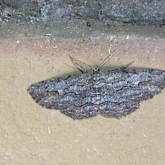 Ectropis excursaria (Common Bark Moth) at QPRC LGA - 25 Apr 2022 by Steve_Bok