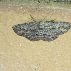 Ectropis excursaria at Jerrabomberra, NSW - 25 Apr 2022