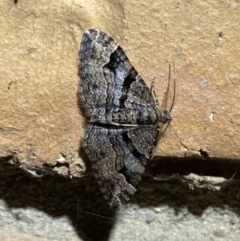 Epyaxa subidaria (Subidaria Moth) at Jerrabomberra, NSW - 25 Apr 2022 by SteveBorkowskis