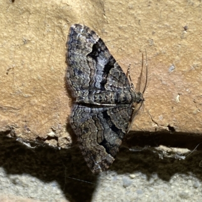 Epyaxa subidaria (Subidaria Moth) at QPRC LGA - 25 Apr 2022 by Steve_Bok