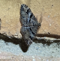 Epyaxa subidaria at Jerrabomberra, NSW - suppressed