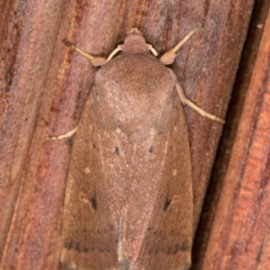 Proteuxoa porphyrescens at Melba, ACT - 22 Mar 2022