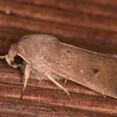 Proteuxoa porphyrescens at Melba, ACT - 22 Mar 2022