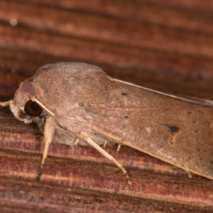 Proteuxoa porphyrescens at Melba, ACT - 22 Mar 2022 12:09 AM