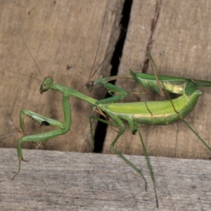 Pseudomantis albofimbriata at Melba, ACT - 22 Mar 2022