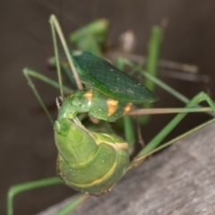 Pseudomantis albofimbriata at Melba, ACT - 22 Mar 2022